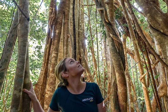 Explore ancient rainforest