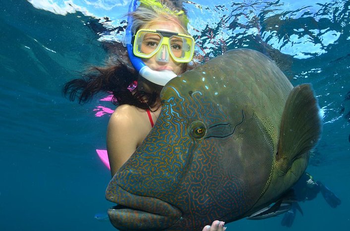 Snorkelling at Moore reef near Cairns