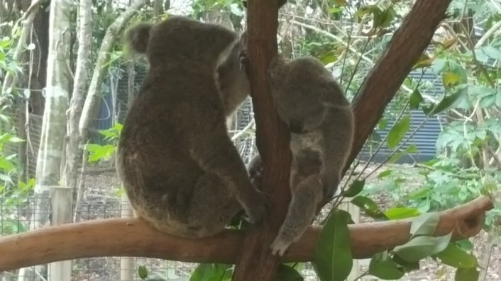 Koalas