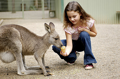 Kangaroos at Featherdale Wildlife Park