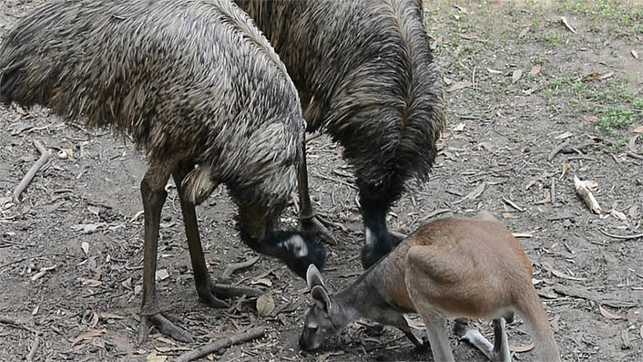 Territory Wildlife Park Kangaroo