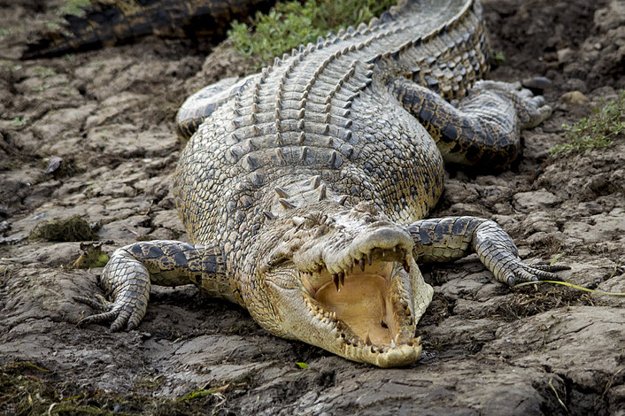 kakadu crocodile tours