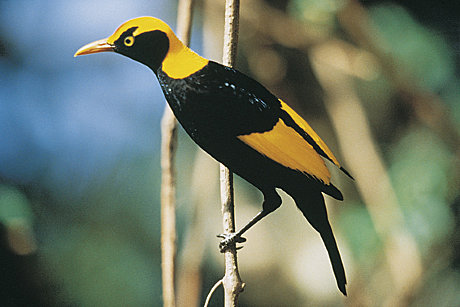 Bird watching - meet the Regent Bower Bird