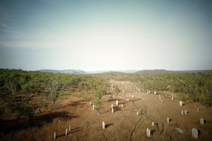 Magnetic Termite Mound Field