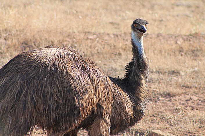 Emu