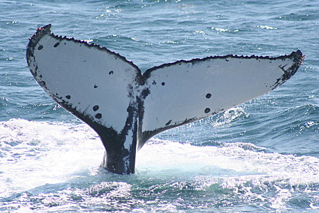 Humpback Whale