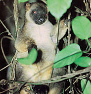 The amazing and rarely seen Tree Kangaroo