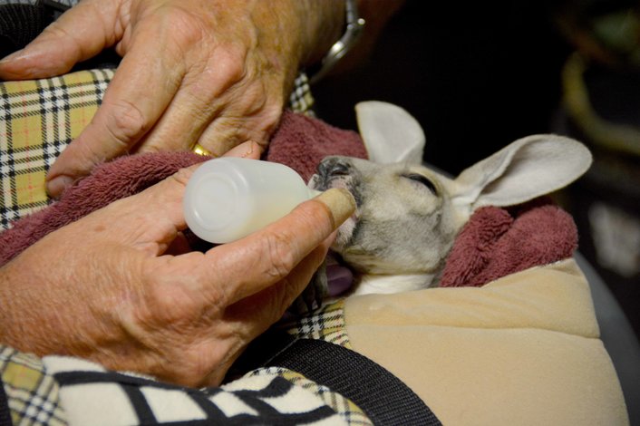 Hand Feed baby joey