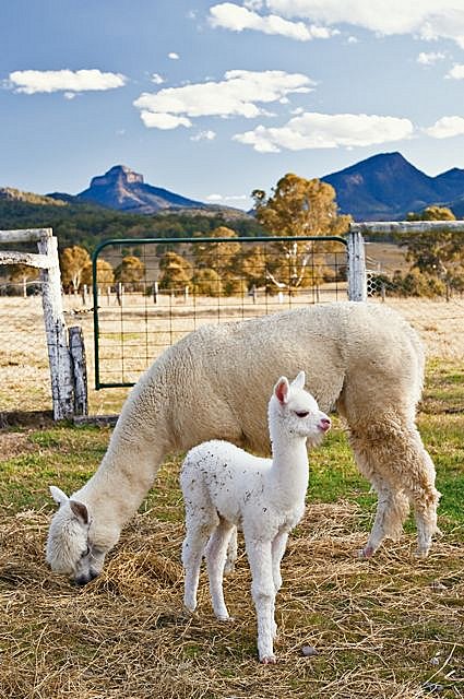 Alpaca Farm at Mt Barney option