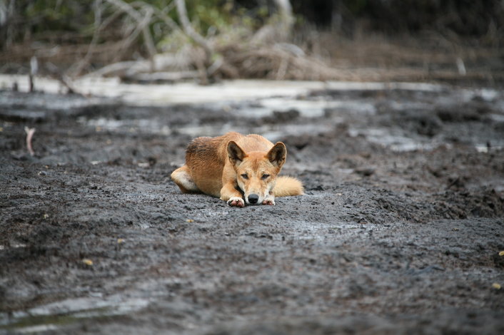 Fraser Island Dingo