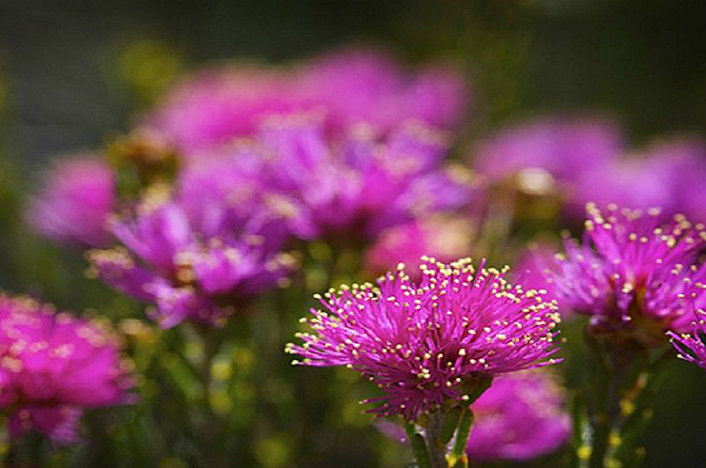 Wildflower Tours of Perth