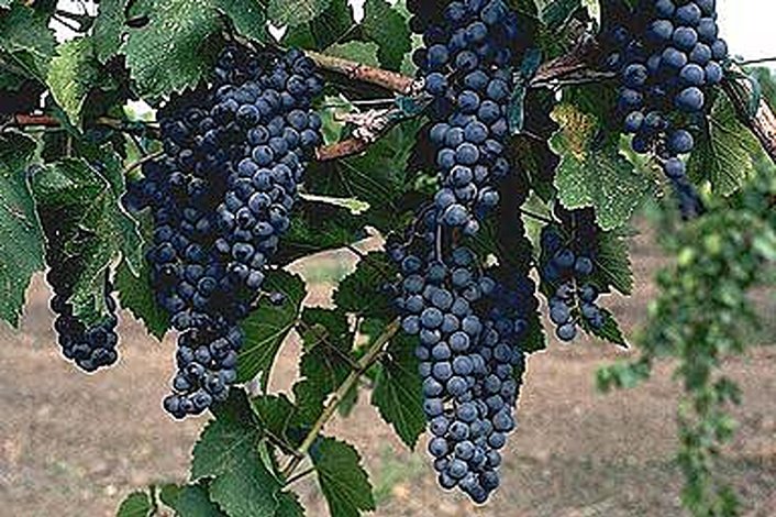 Fruit-laden vines