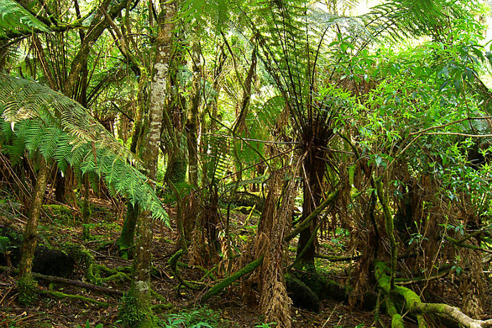 The Sherbrooke Forest