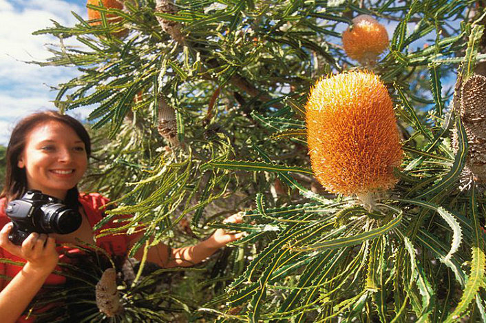 Banksia in flower