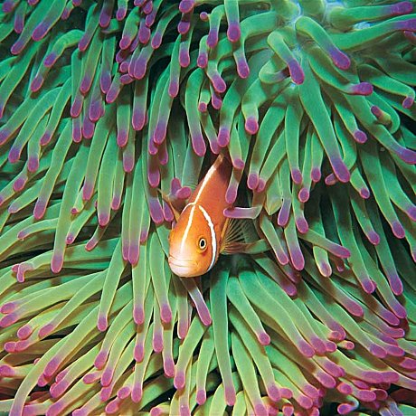 Kiana - Nemo Outer Reef and Islands