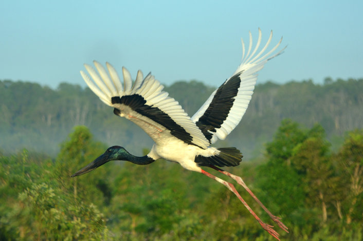 Jabiru (male)