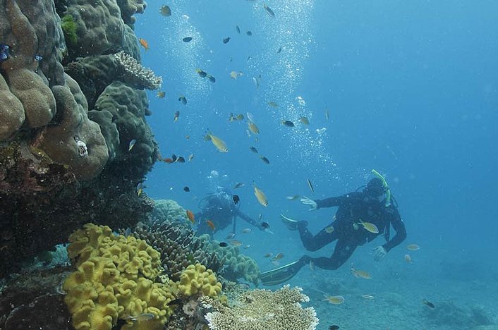 See vertical coral walls