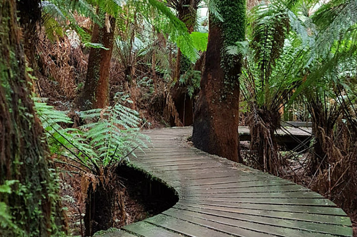 Ancient Cape Otway Rainforest