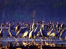 WILDLIFE AT MAREEBA WETLANDS