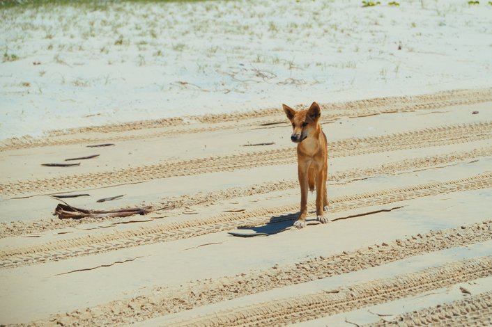 Dingo on the beach