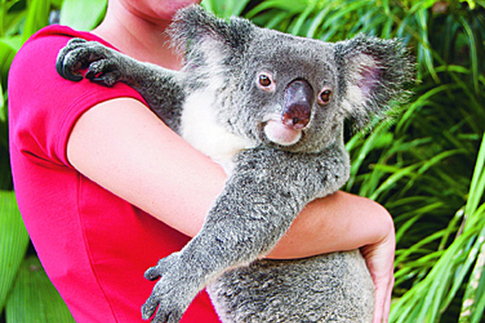 Koala holding option at Kuranda Koala Gardens