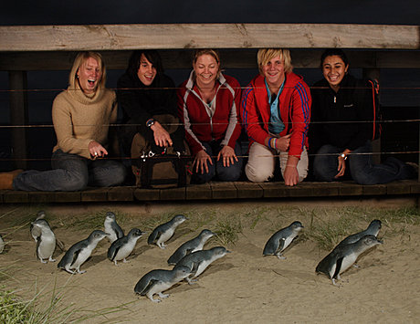 Penguin Parade