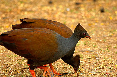Orange Footed scrub fowl