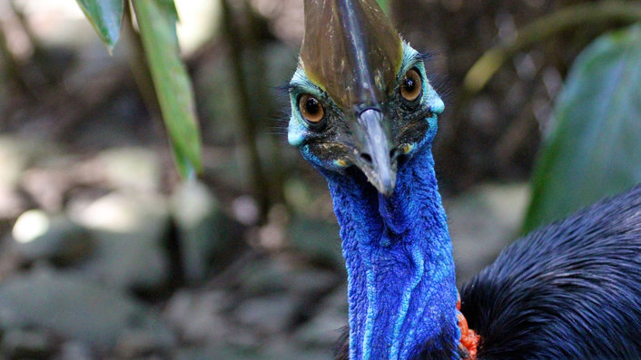 Cassowary at Wildlife Habitat 