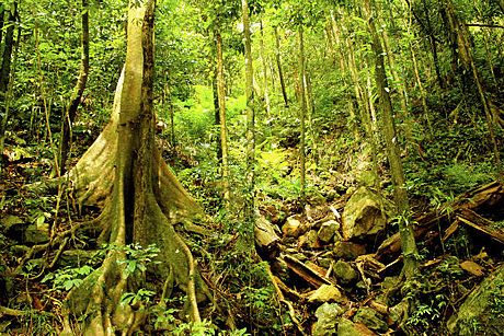 Stunning World Heritage Rainforest