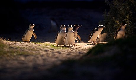 Little Penguins at Phillip Island Penguin Parade