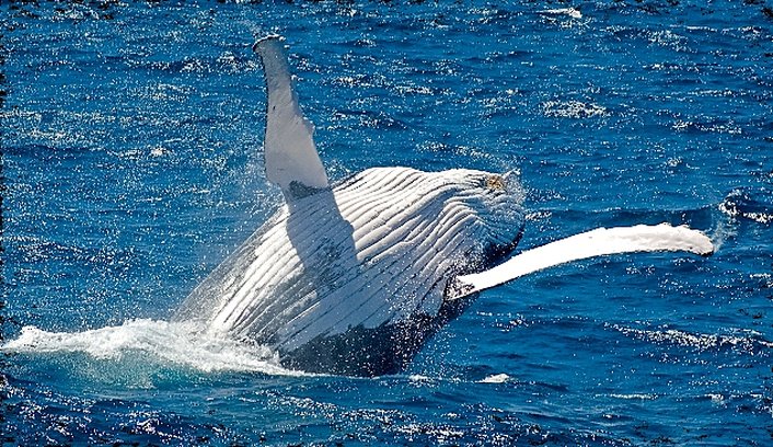 Whale watching