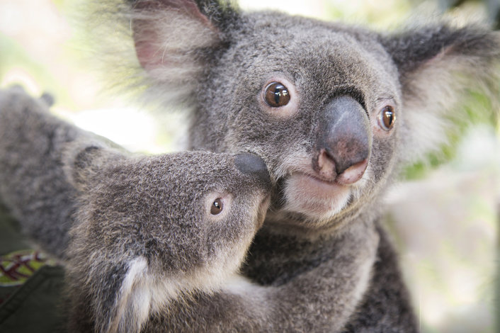 mother koala and baby