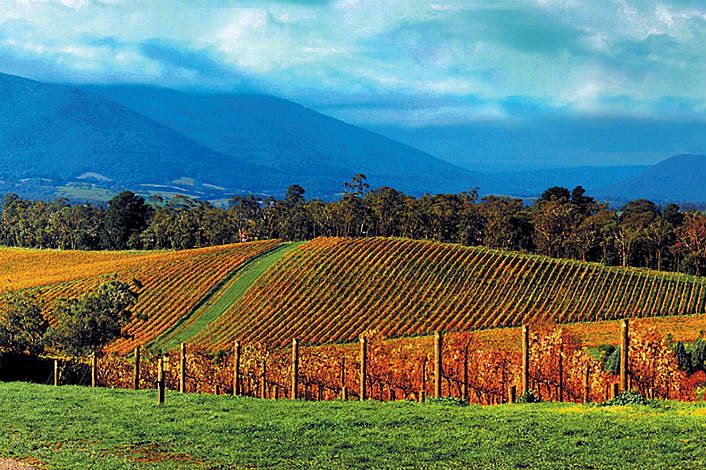 Yarra Valley Vineyards