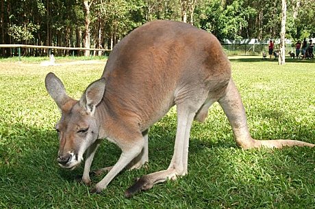 Kangaroo, Australia Zoo