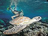 snorkel with turtles every day