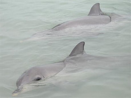 Dolphins at Monkey Mia