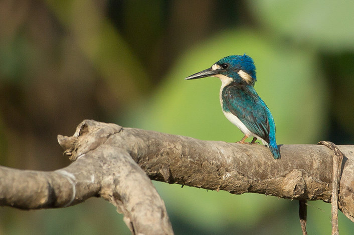 Sacred Kingfisher