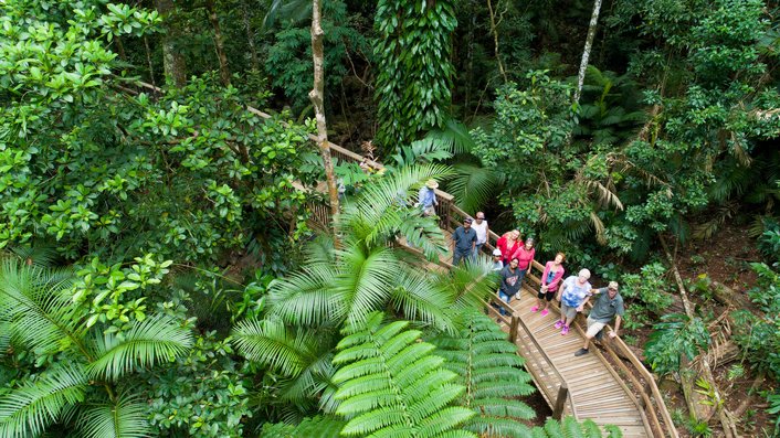 Rainforest boardwalk