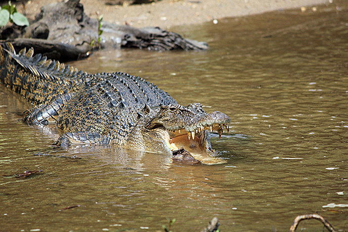 Estuarine Crocodile