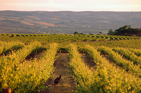 McLaren Vale