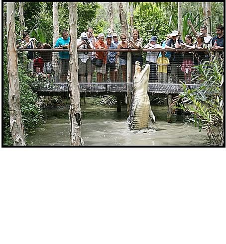 Crocodile feeding time