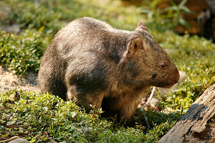 Wombat at Healesville