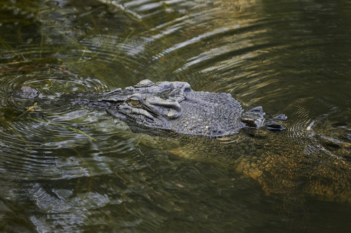 Spot the Top End saltwater crocodiles at Cahill Crossing