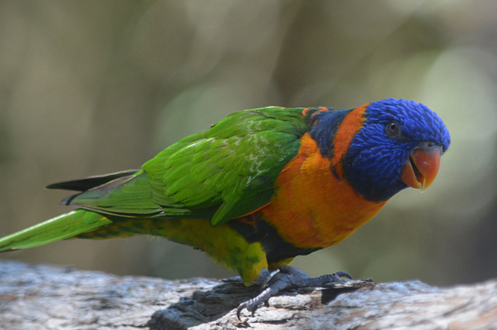 Territory Wildlife Park Lorikeet