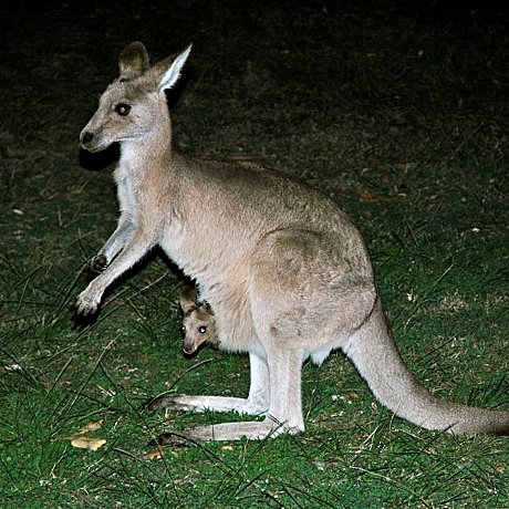 Kangaroo, Scenic Rim