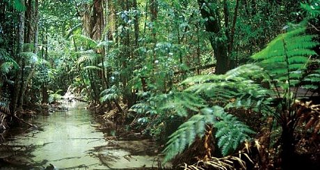 Central Station Rainforest