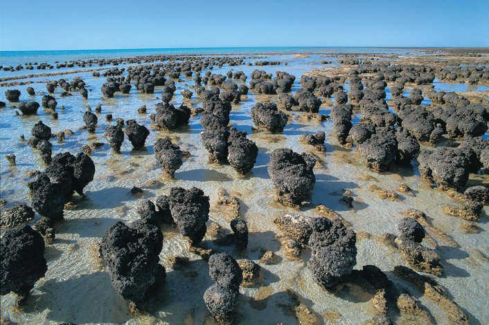 Checkout the oldest living fossils, the Stromatolites