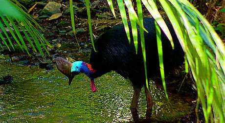 Southern Cassowary