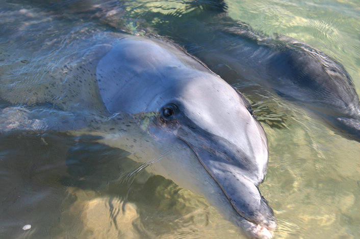 Wild Dolphins at Monkey Mia