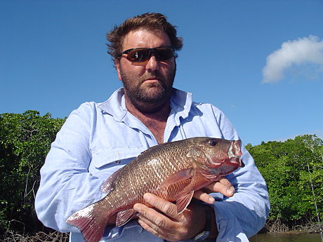 Mangrove Jack